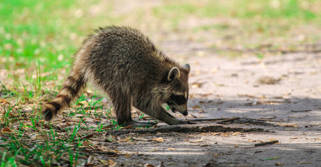 Naklejka na ściany i meble Raccoon foraging for food 