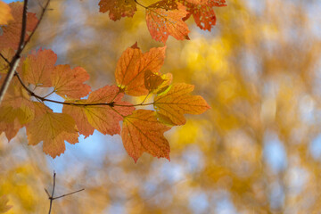 Naklejka na ściany i meble Red-yellow leaves of trees close-up. Autumn background.