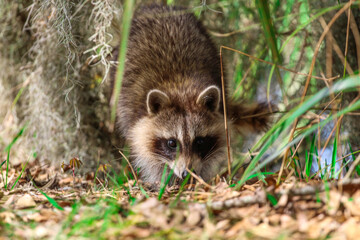 Raccooon
