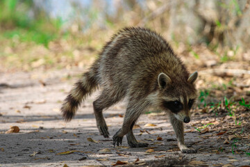 Raccoon walking through the woods 