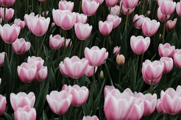 Fototapeta premium Beautiful Flower