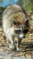 raccoon on the ground