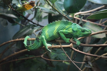Naklejka na ściany i meble chameleon on a branch Denver Zoo Visit