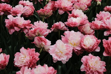 Obraz premium Beautiful Flower
