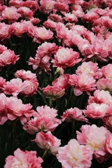 Obraz premium Beautiful Flower