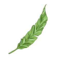 Fototapeta premium Green banana tree leaf isolated on white background. Tropical botanical element from jungle plant. Hand-drawn detailed colored vector illustration of Hawaiian foliage