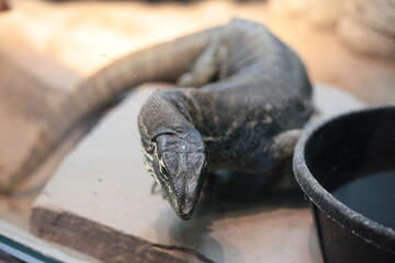 black and white lizard