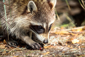 Naklejka na ściany i meble raccoon on the ground foraging