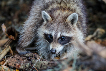 portrait of a raccoon