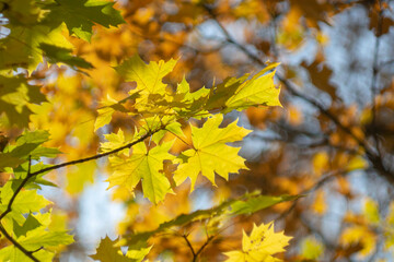 Naklejka na ściany i meble Autumn yellow maple leaves in the sun. Leaf fall.
