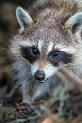 Portrait of a Raccoon