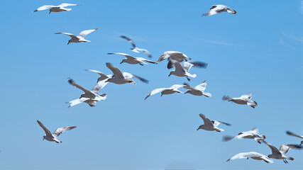 Seagulls flying freely