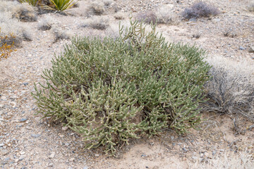 Diamond cholla cactus (Cylindropuntia ramosissima) also called pencil cholla. This shrub has thin...