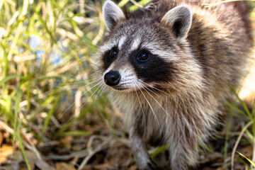 Raccoon in the grass in the forest