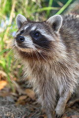 close up of a raccoon