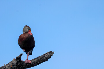 Whistling Duck on a Branch against a blue sky 