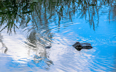 Alligator in the water 