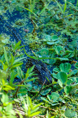 Alligator in the Everglades 