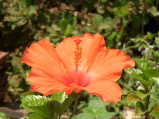 red hibiscus flower
