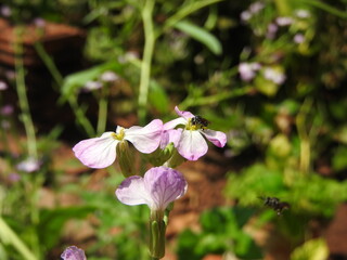 bee on a flower