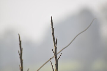 frost covered branches