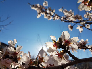 almond almods tree flower background srping