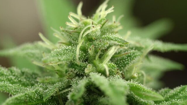 MACRO, DOF: Sticky drops of THC resin cover a marijuana plant at a hidden farm cultivating illegal drugs. Shiny cannabinoid droplets cover the lush buds of a cannabis plant at a secluded plantation.
