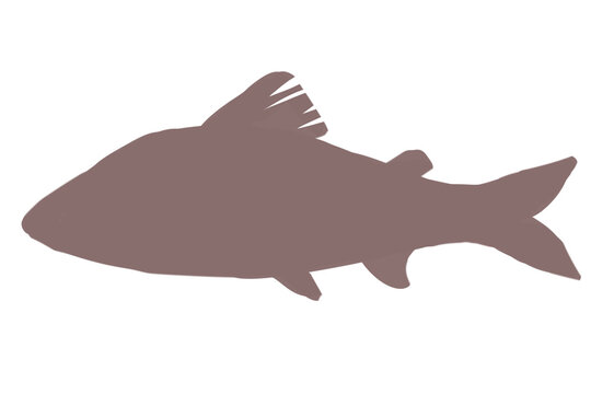 199 Best 魚影 Images Stock Photos Vectors Adobe Stock 199 Best 魚影 Images Stock Photos Vectors Adobe Stock