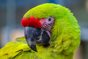 2021-01-19 A GREEN MCCAW WITH RED ABOVE NOSE FACING LEFT