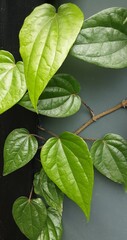 Piper Betle leaves