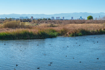 Las Vegas Skyline from Clark County Wetlands Park at the wildland-uban interface where the city and nature meet.