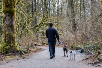 Obraz na płótnie Canvas Man walking dogs on the hiking trail in the neighborhood park. Taken in Surrey, Greater Vancouver, British Columbia, Canada.