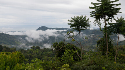 Fototapeta na wymiar Landscape of a beautiful exotic tree with jungle and cloudy sky in the background, south pacific coast of Costa Rica.