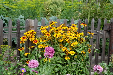 Obraz premium Beautiful summer flowers in the garden