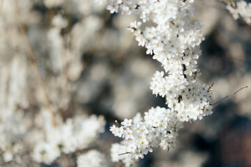 Beautiful Spring Flowers Blossoming on a Branch