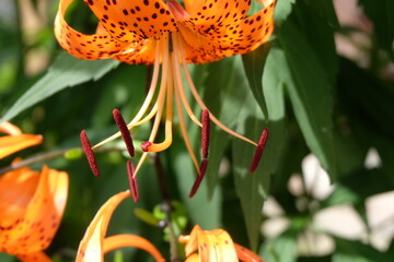 Beautiful summer flowers in the garden