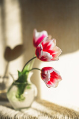 three beautiful blooming red and white tulips in glass vase with water on table with woven boho napkin in hard natural light with shadows. vertical, selective focus