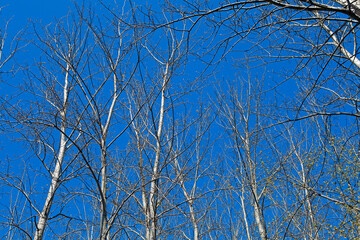 Tree branches in winter