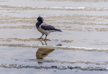 Black Headed Crow on a Beach in Winter on the Baltic Sea Coast