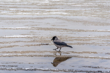 Black Headed Crow on a Beach in Winter on the Baltic Sea Coast