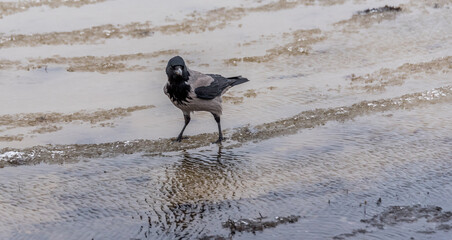 Black Headed Crow on a Beach in Winter on the Baltic Sea Coast