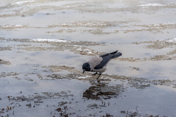 Black Headed Crow on a Beach in Winter on the Baltic Sea Coast