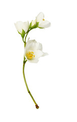 Naklejka na ściany i meble Twig of Jasmine (Philadelphus) flowers