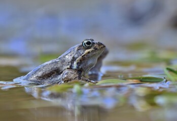 European common brown frog (Rana temporaria) massive mating, reproduction event in a pond. male resting on eggs carpet. Common frog