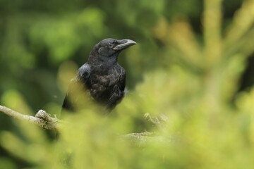 Common raven (Corvus corax) sitting on the spruce twig. Portrait of a raven.