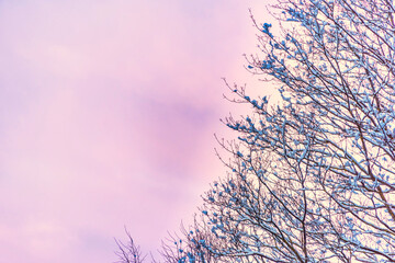 Tree at Sunrise with Pink and Blue Sky