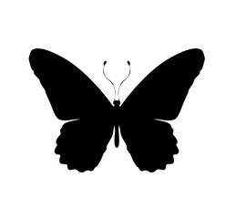 Butterfly black icon, isolated on white background