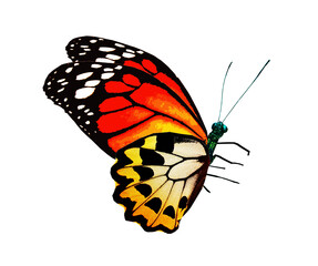 Color monarch butterfly , isolated on the white background