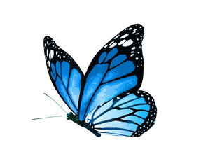 Color monarch butterfly , isolated on the white background © suns07butterfly