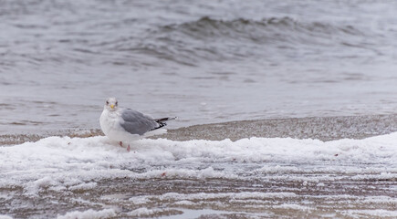 Seagull on a Beach in Winter on the Frozen Baltic Sea Coast